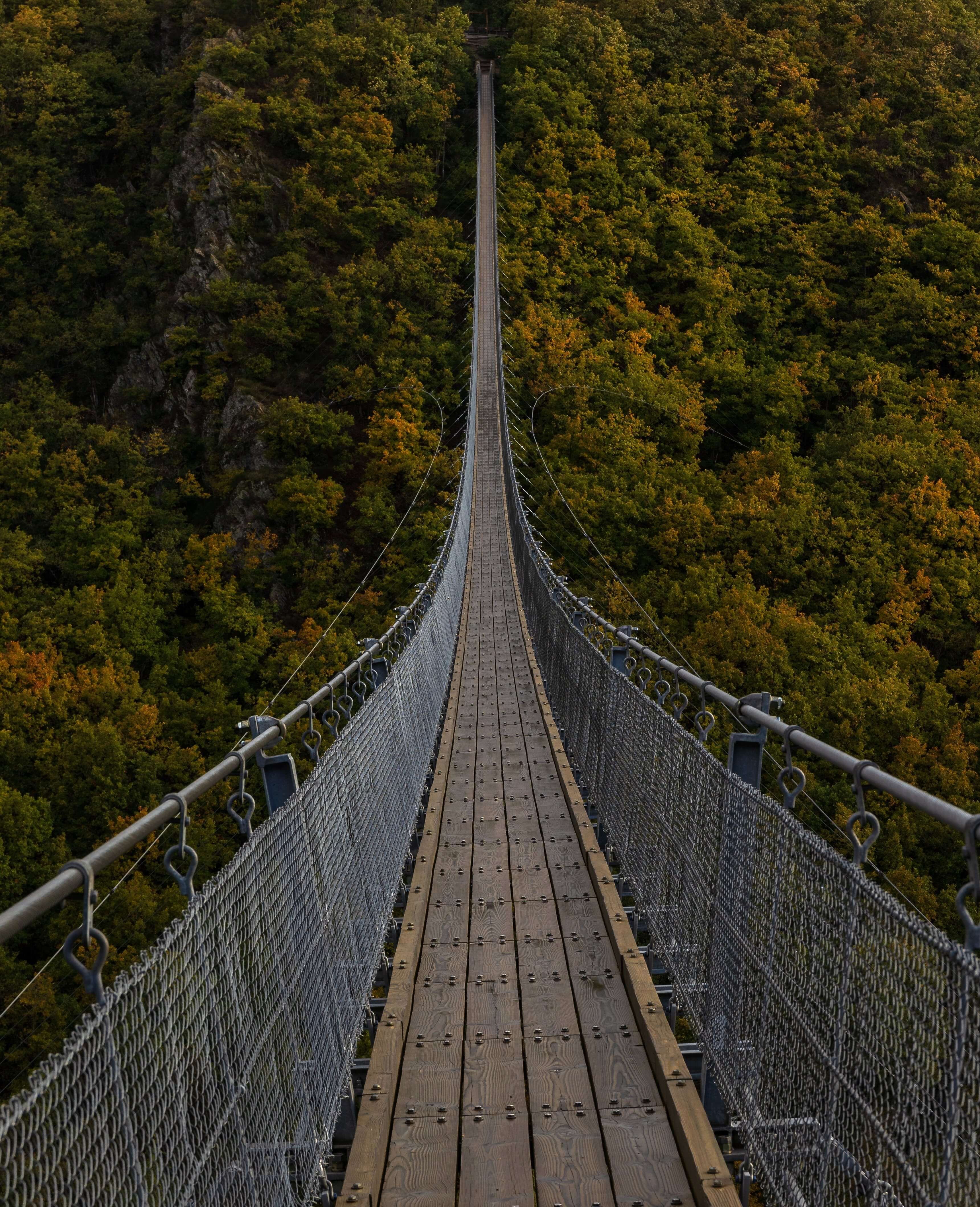a very long bridge over the forest image